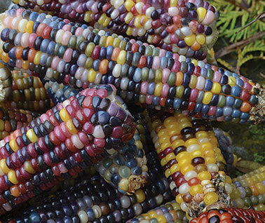 Maize, Glass Gem