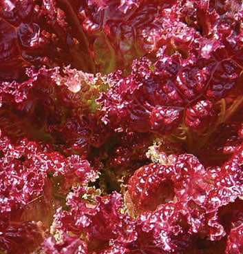 Lettuce, Lolla Rossa