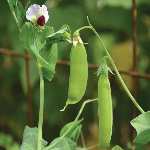 Pea, Dwarf Gray - Sugar