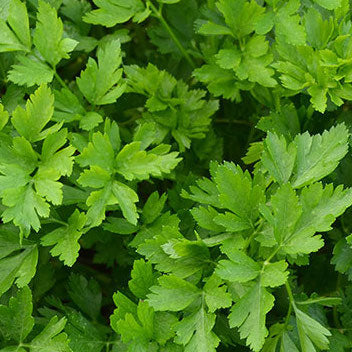 Parsley, Giant of Italy – Western Reserve Heritage Seed Co.