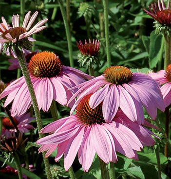 Coneflower, Tennessee Purle