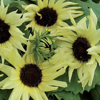 Sunflower, Italian White