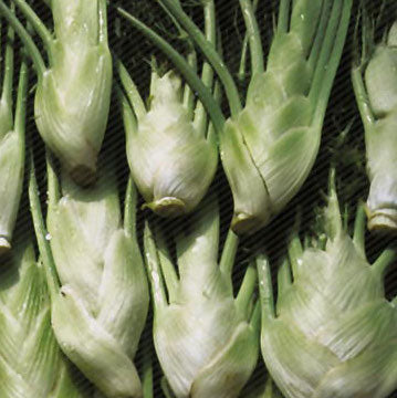 Fennel, Florence