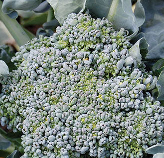 Broccoli, Calabrese