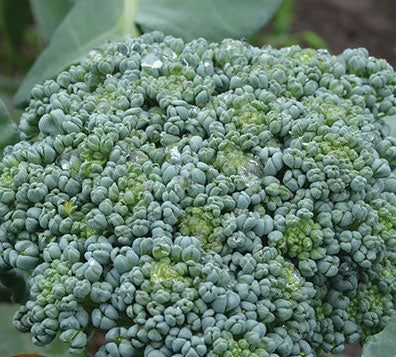 Broccoli, DeCicco
