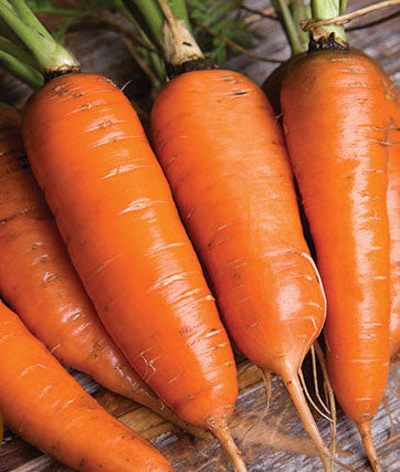 Carrot, Danvers