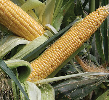 Maize, Golden Bantam Corn