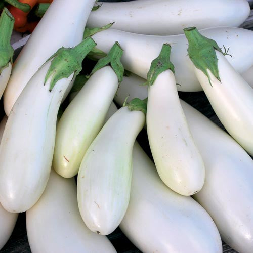 Eggplant, Casper