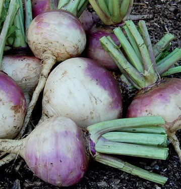 Turnip, Purple Top White