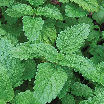 Lemon Balm (Melissa officinalis)