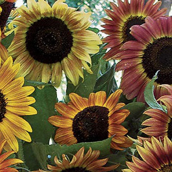 Sunflower, Evening Sun