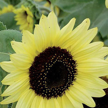 Sunflower, Valentine