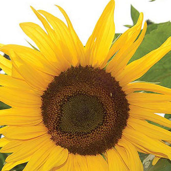 Sunflower, Arikara