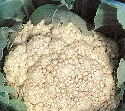 Cauliflower, Early Snowball
