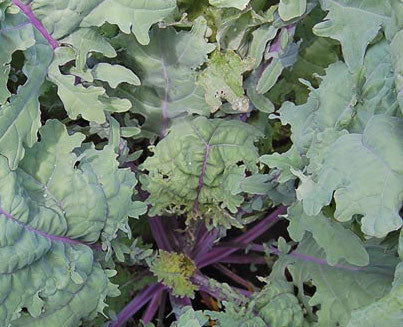 Kale, Red Russian