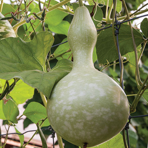 Gourd, Birdhouse