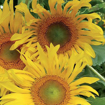 Sunflower, Tarahumara