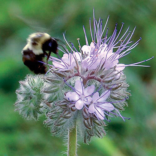 Bee's Friend (Phacelia tanacetifolia)