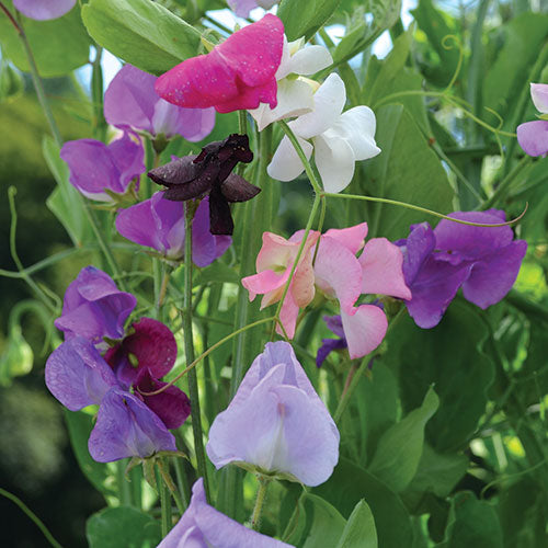 Sweet Pea, Glandiflora Mix