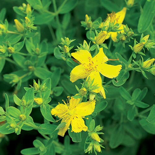 St. John's Wort (Hypericum perforatum)