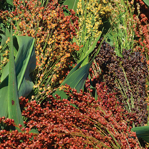 Sorghum, Mixed Color Broomcorn