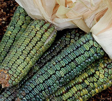 Maize, Oaxacan Green Dent