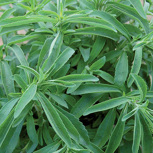 Stevia (Stevia rebaudiana)