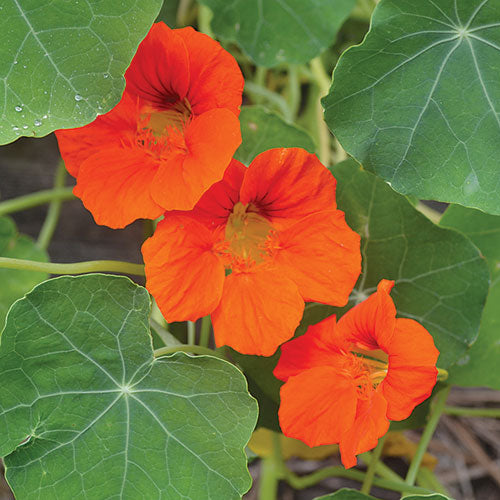 Nasturtium, Empress Of India