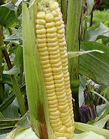 Maize, Dorinny Sweet