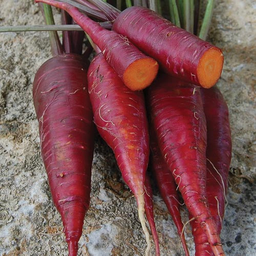 Carrot, Purple Dragon