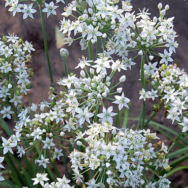 Chives, Garlic (Allium tuberosum)