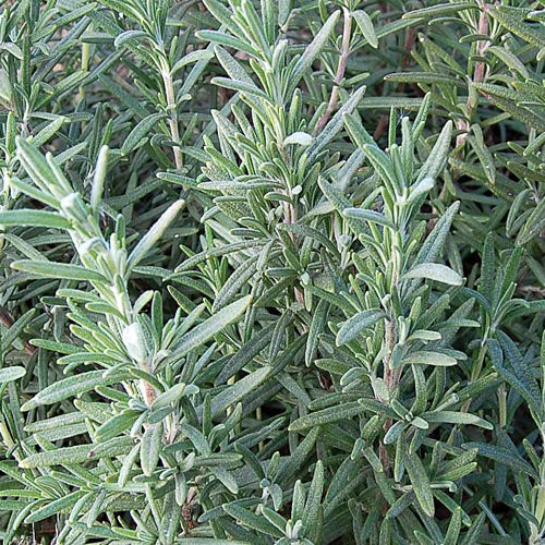 Rosemary (Rosmarinus officinalis)