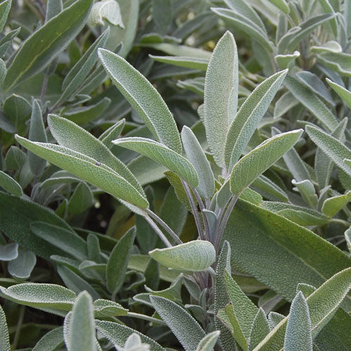 Sage (Salvia officinalis)