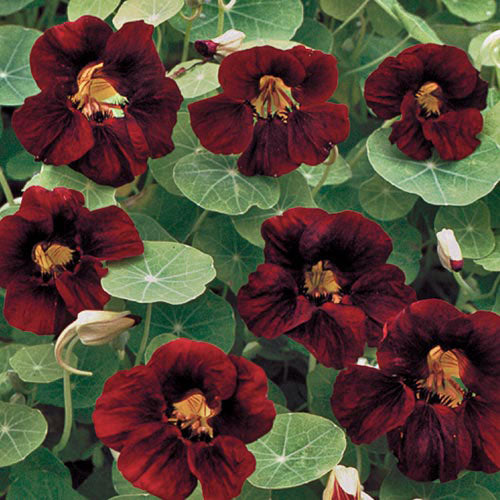 Nasturtium, Black Velvet