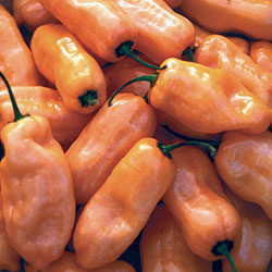 Pepper, Habanero Peach (HOT)
