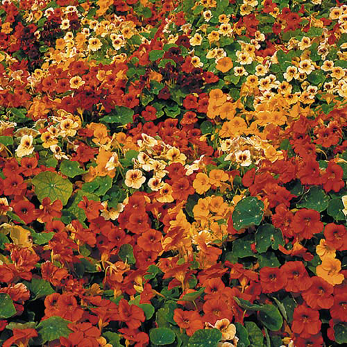 Nasturtium, Tip Top