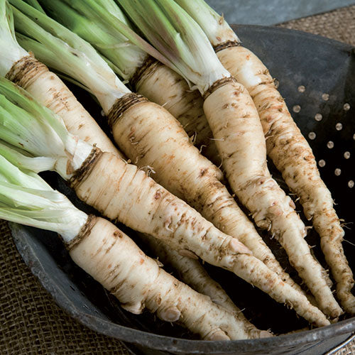 Mammoth Sandwich Island Salsify (Tragopogon porrifolius)