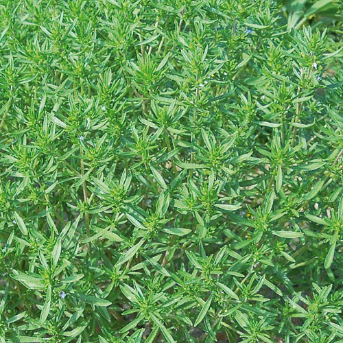 Summer Savory