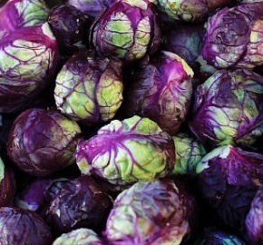 Brussels Sprouts, Red Rubine