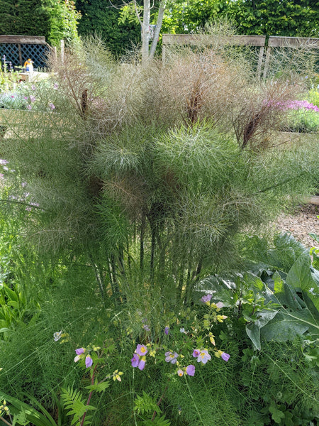 Fennel, Bronze – Western Reserve Heritage Seed Co.