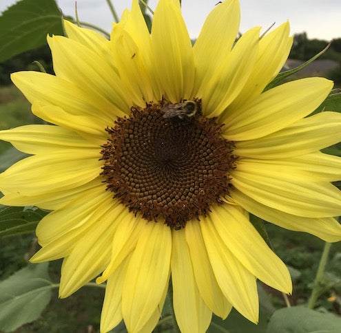 Sunflower, Lemon Queen