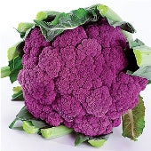 Cauliflower, Violetta Italia