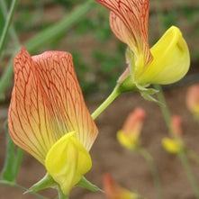 Sweet Pea, Belinensis Red Yellow