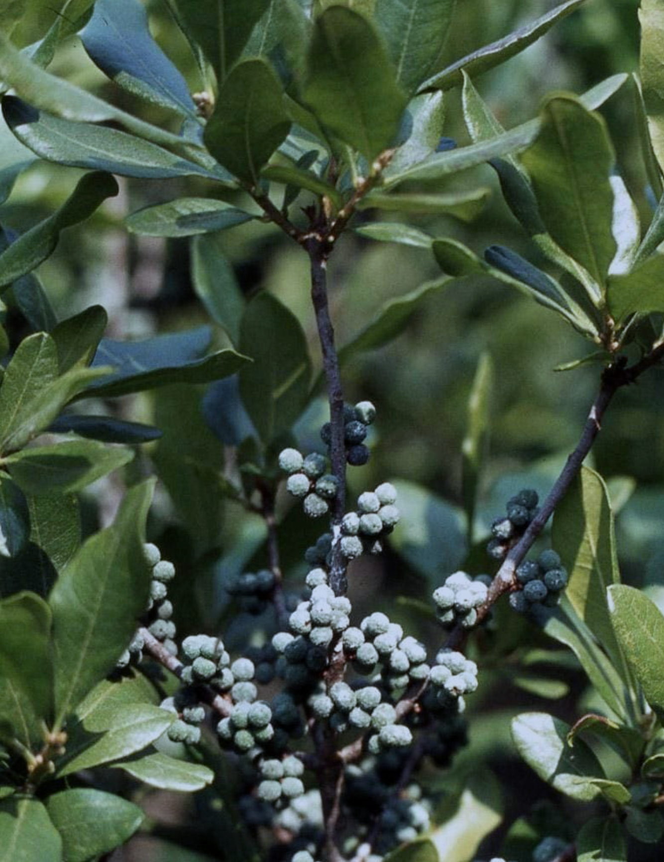 Bayberry - Northern (Myrica pensylvanica)