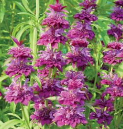 Bee Balm, ‘Bergamo’ (Monarda x hybrida 'Bergamo')