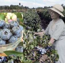 Blueberry - Elizabeth - High bush