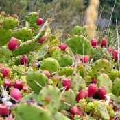 Prickly Pear, Eastern (Opuntia humifusa)