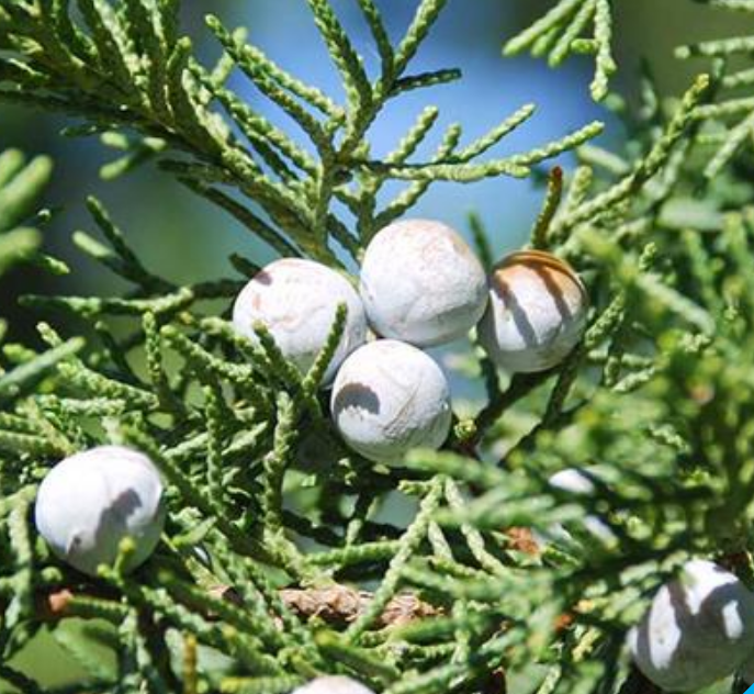 Eastern Red Cedar (Juniper virginiana)