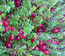 American Cranberry, 'Select' (Vaccinium macrocarpon ‘Select’)