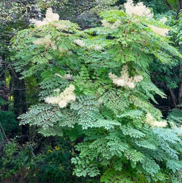 Devil's Walking Stick (Aralia spinosa) Western Reserve Heritage Seed Co.